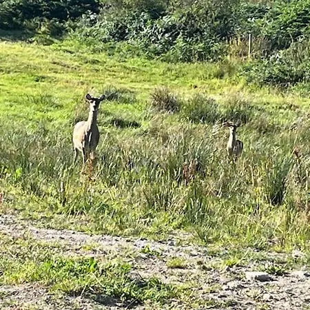 Apartment Kylemore Lakeview Retreat Blessington