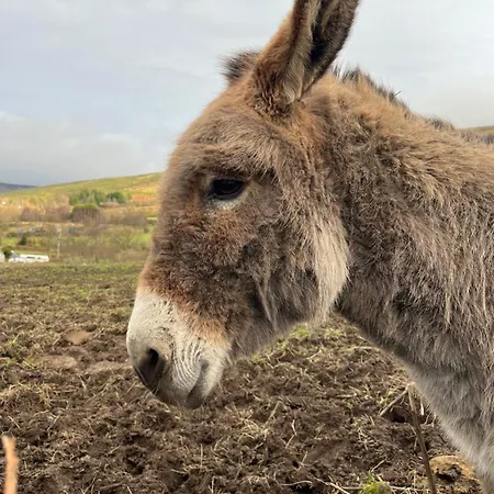 Kylemore Lakeview Retreat *