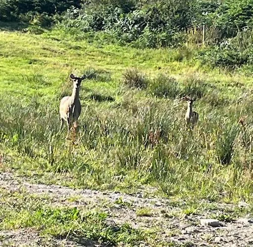 Apartamento Kylemore Lakeview Retreat Blessington